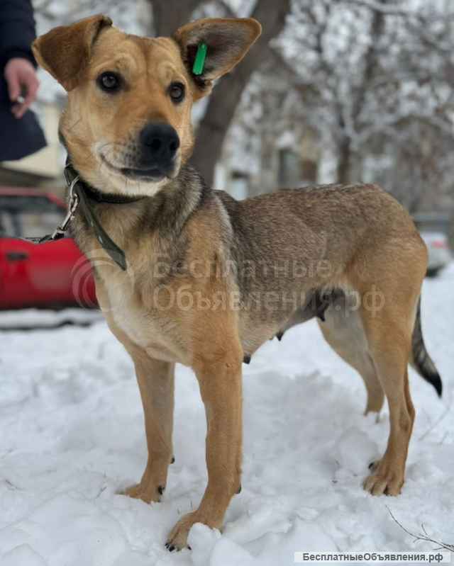 Милая собачка Анфиса в дар