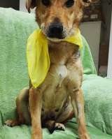 Милая собачка Анфиса в дар