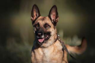 Мудрая и взрослая собака Айра в добрые руки