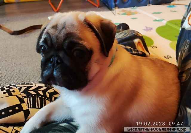 Изюмительная-девчушка