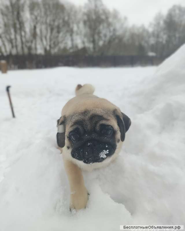 Будущий ЧЕМПИОН