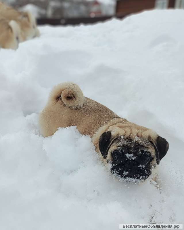 Будущий ЧЕМПИОН