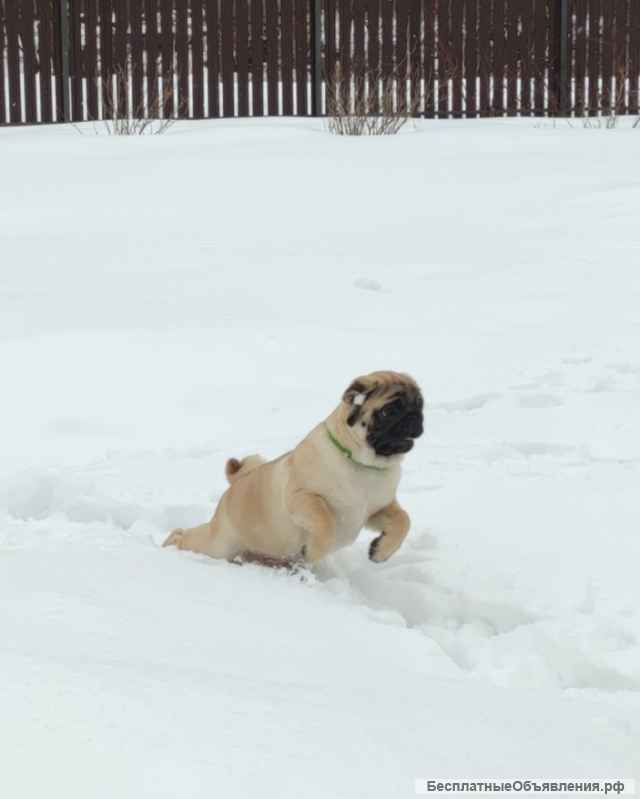 Будущий ЧЕМПИОН