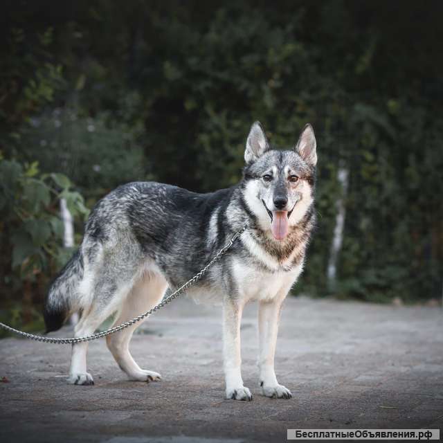 Дружелюбная красотка собака Хася в добрые руки