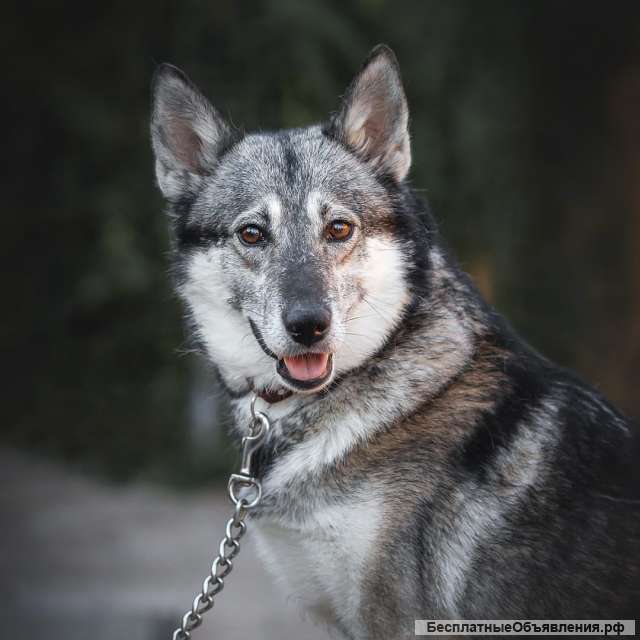 Дружелюбная красотка собака Хася в добрые руки