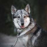 Дружелюбная красотка собака Хася в добрые руки