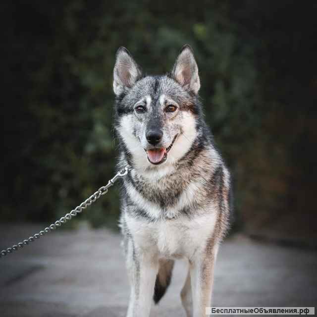 Дружелюбная красотка собака Хася в добрые руки