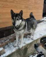 Дружелюбная красотка собака Хася в добрые руки