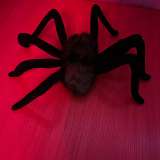 Паук - мягкая игрушка