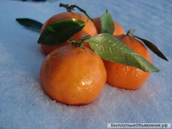 Волшебный Новый год 2015 в Абхазии