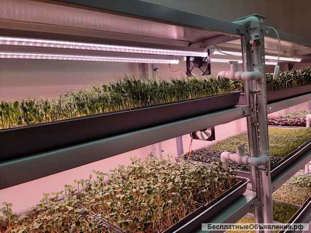 Микрозелень