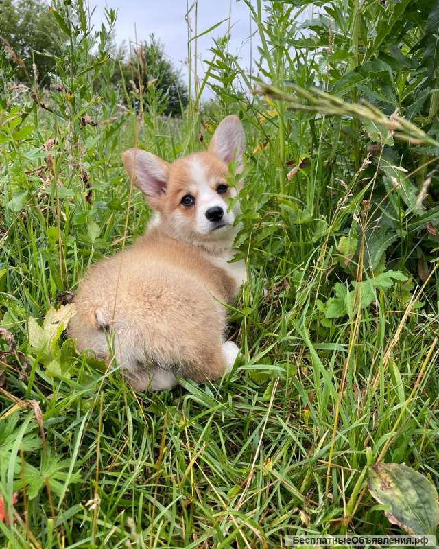 Щенки Вельш Корги Пемброк из питомника