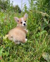Щенки Вельш Корги Пемброк из питомника