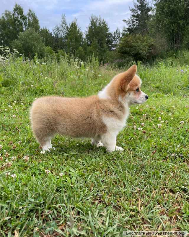 Щенки Вельш Корги Пемброк из питомника
