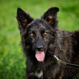 Скромный и застенчивый пёс Сашка в добрые руки