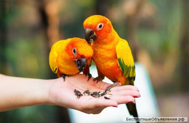 Aрaтинга солнечный