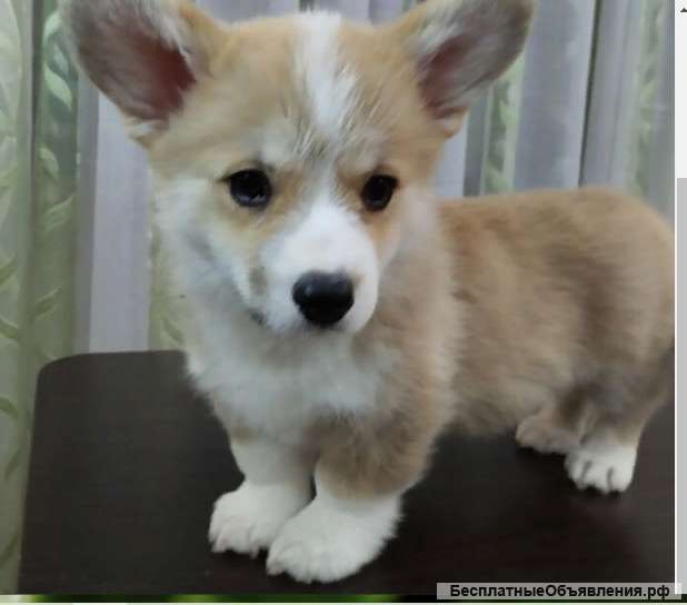 Вельш корги щенки