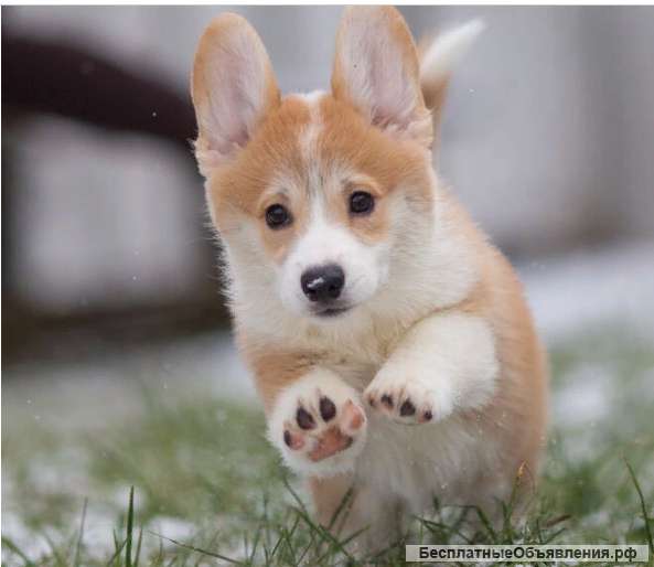 Вельш корги щенки