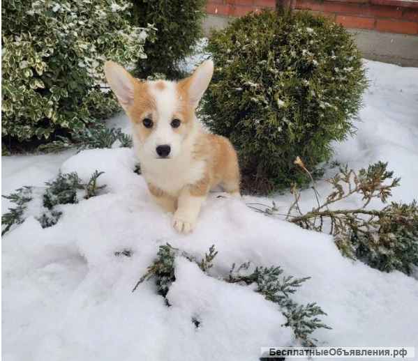 Вельш корги щенки