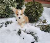 Вельш корги щенки