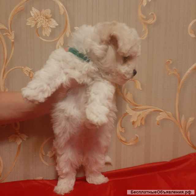 Щенки Бишон Фри