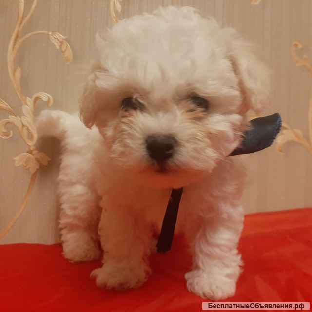 Щенки Бишон Фри
