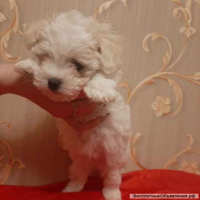 Щенки Бишон Фри