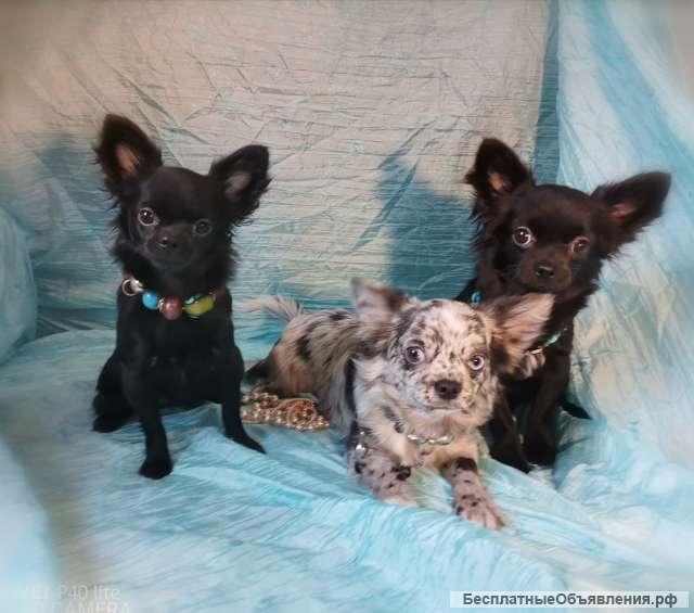 Чихуашки лучшие компаньоны