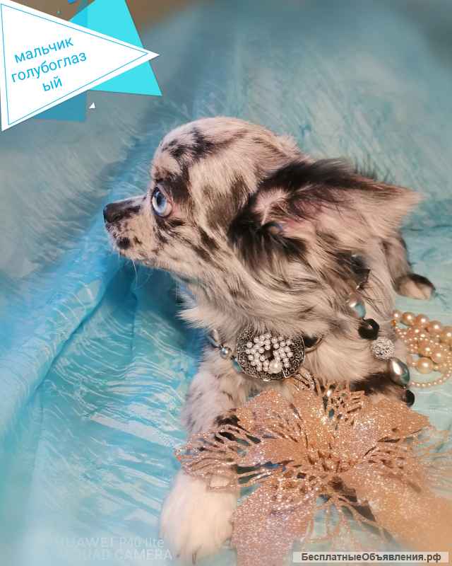 Чихуашки лучшие компаньоны