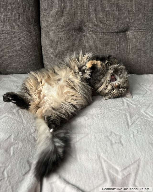 Кошечка Скрипка ищет любящую семью