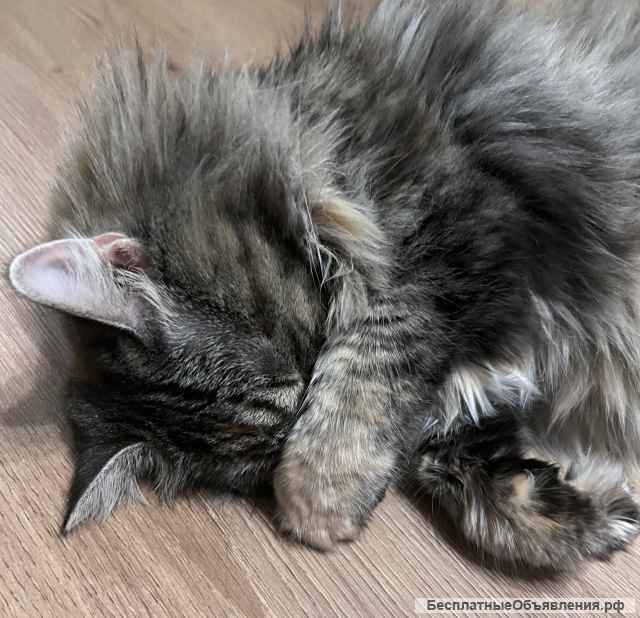 Кошечка Скрипка ищет любящую семью