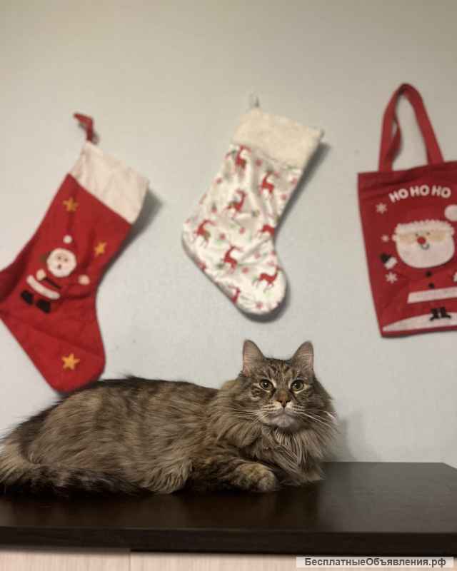 Кошечка Скрипка ищет любящую семью