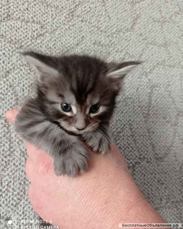 Котята мейн-кун