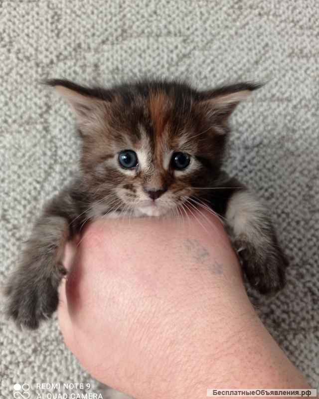Котята мейн-кун
