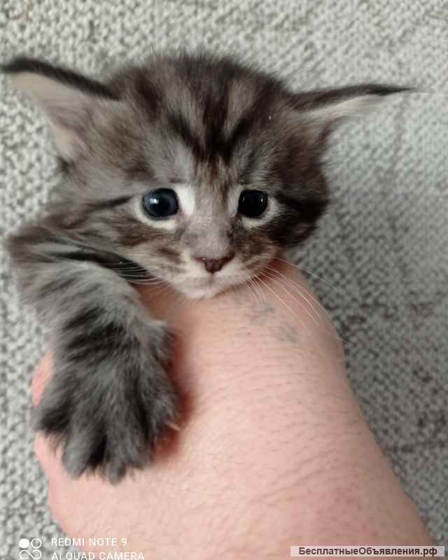 Котята мейн-кун