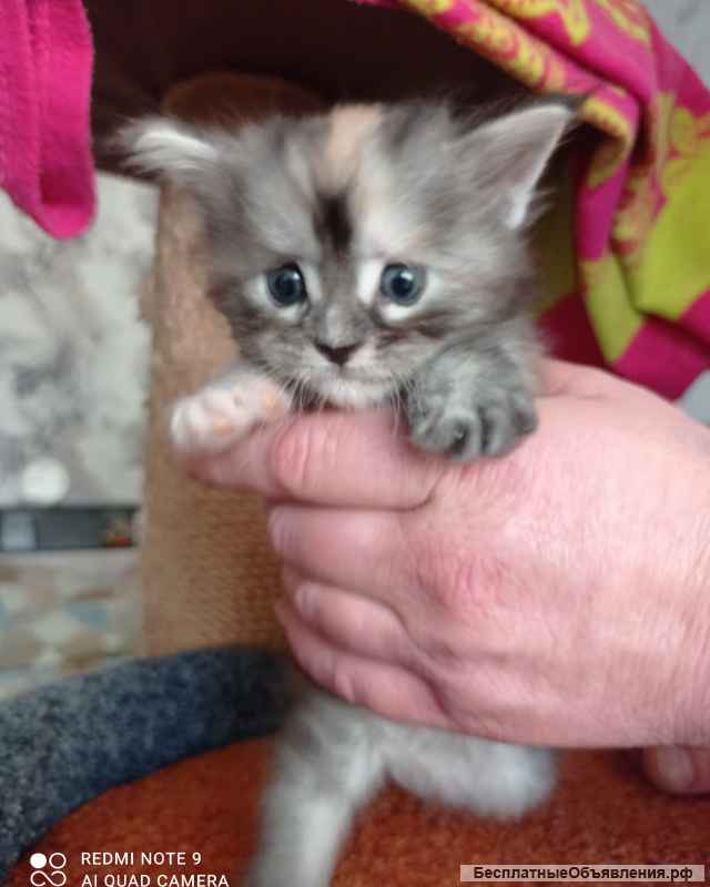 Котята мейн-кун