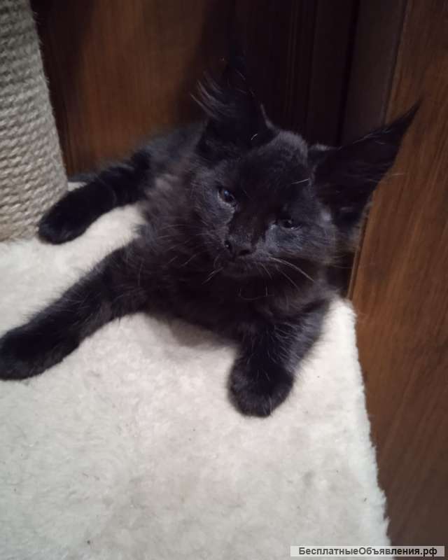 Шикарные девочки породы мейн-кун