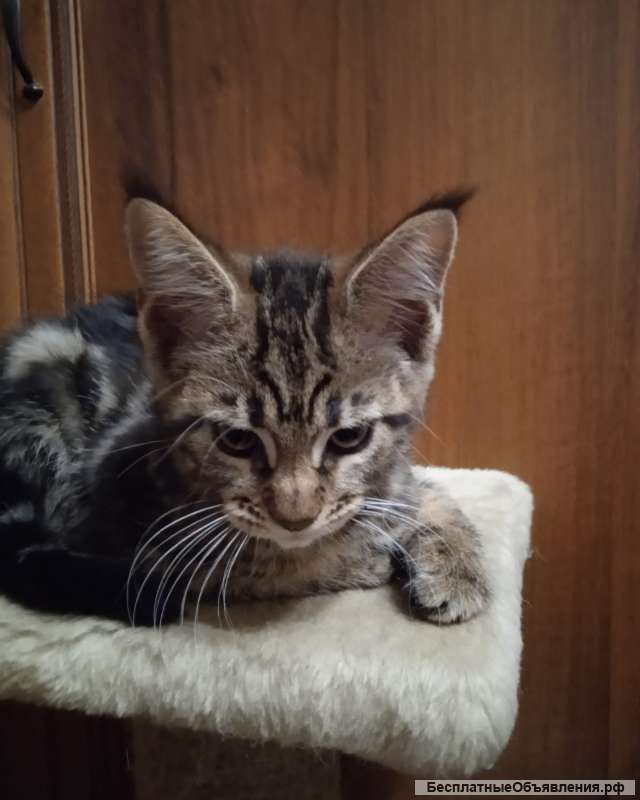 Шикарные девочки породы мейн-кун