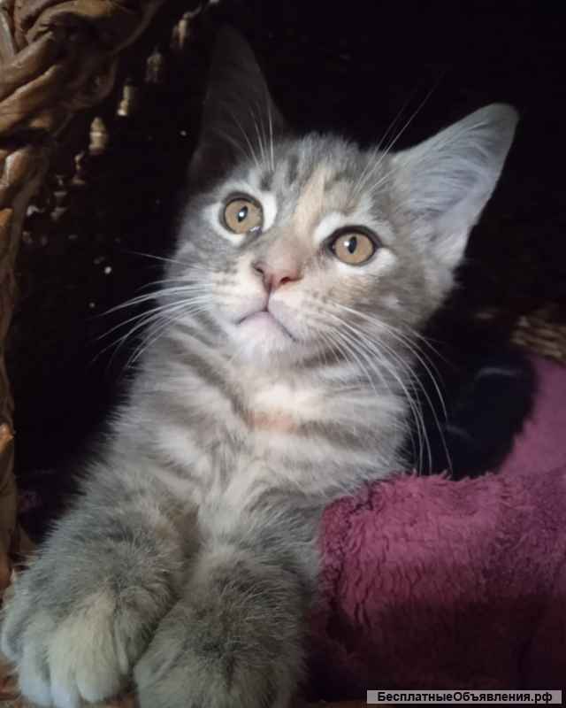 Шикарные девочки породы мейн-кун