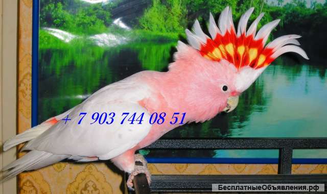 Попугай какаду инка (Cacatua leadbeateri) птенцы из питомника