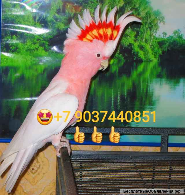 Попугай какаду инка (Cacatua leadbeateri) птенцы из питомника
