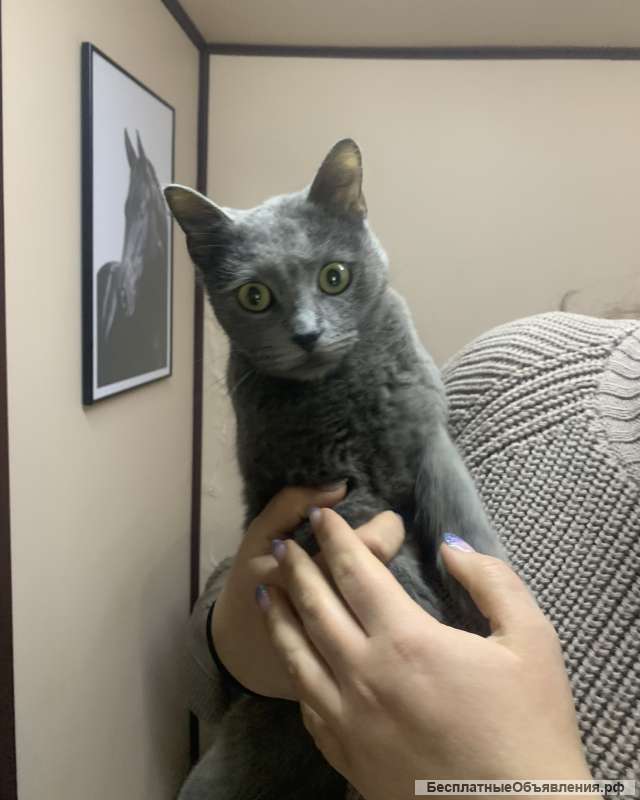 Отдам кошку