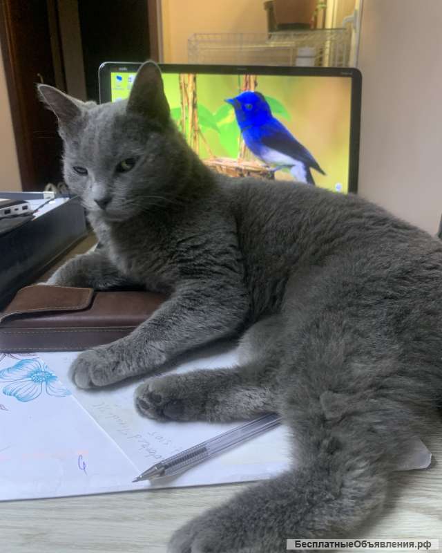 Отдам кошку