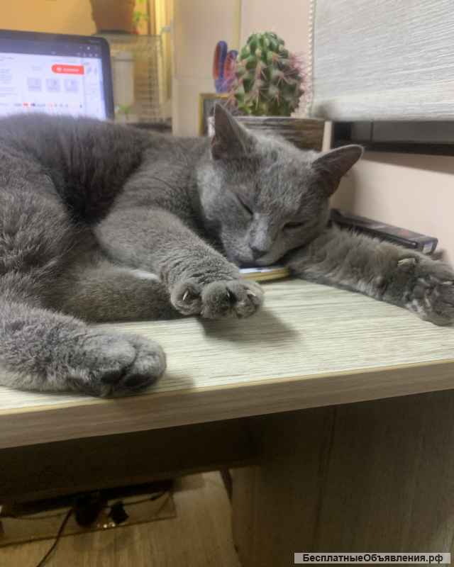 Отдам кошку