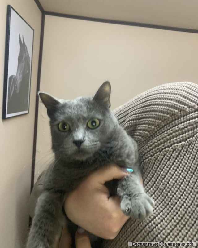 Отдам кошку