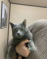 Отдам кошку