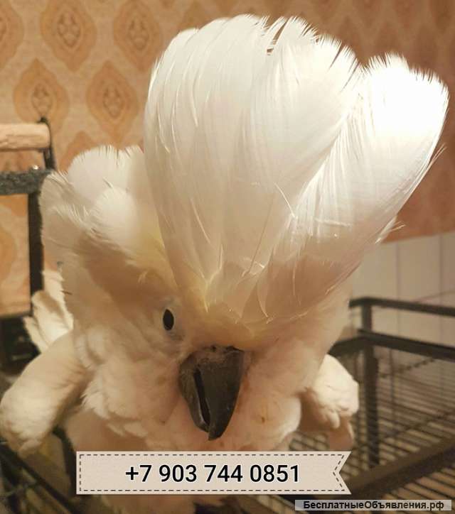 Белохохлый какаду (Cacatua alba) - ручные птенцы из питомника