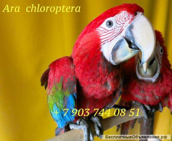 Зеленокрылый ара (Ara chloroptera) - ручные птенцы из питомника