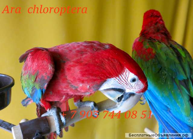 Зеленокрылый ара (Ara chloroptera) - ручные птенцы из питомника