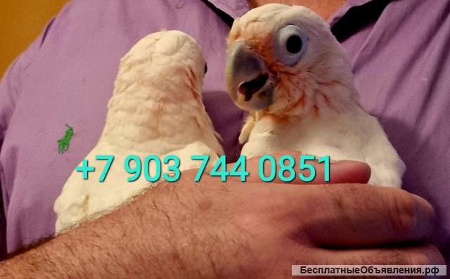 Какаду Гоффина (Cacatua goffiniana) ручные птенцы из питомника